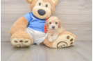 Smart Poochon Poodle Mix Pup