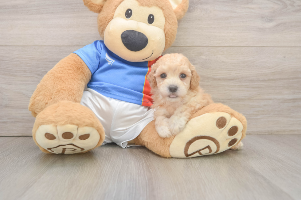 Smart Poochon Poodle Mix Pup