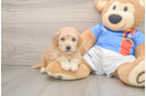 Best Poochon Baby