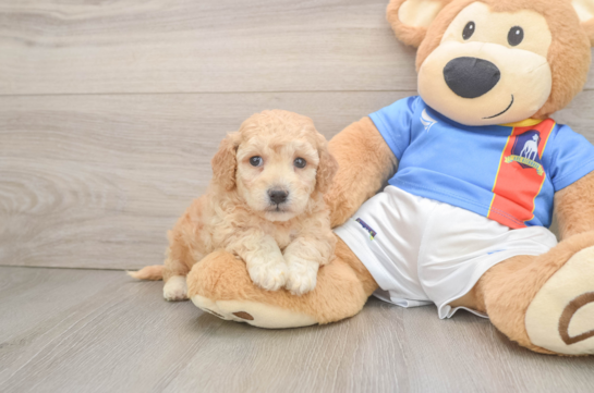 Best Poochon Baby