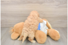 Best Poochon Baby