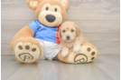 Small Poochon Baby
