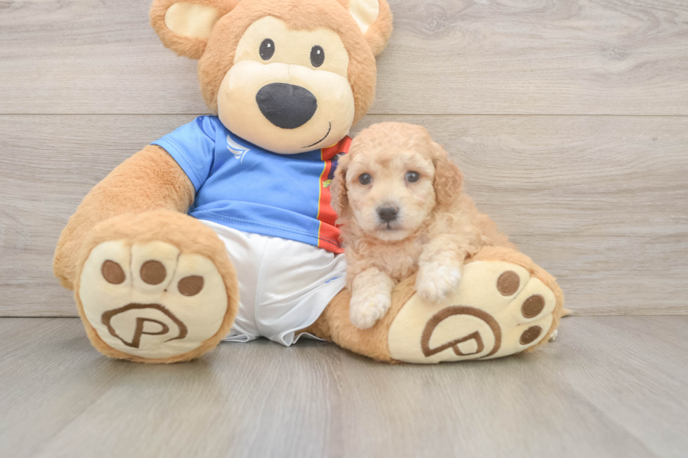Small Poochon Baby
