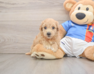 7 week old Poochon Puppy For Sale - Pilesgrove Pups