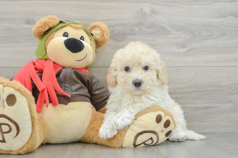 6 week old Poochon Puppy For Sale - Pilesgrove Pups