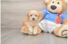 Poochon Pup Being Cute