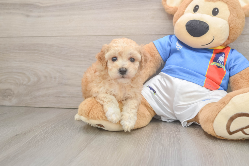 Poochon Pup Being Cute
