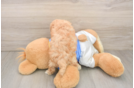 Poochon Puppy for Adoption
