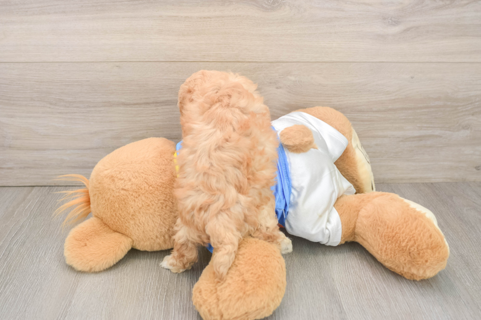 Poochon Puppy for Adoption