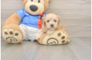 Small Poochon Baby