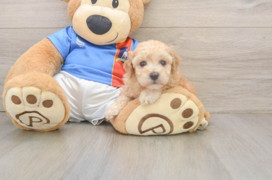 Small Poochon Baby