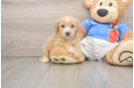 Friendly Poochon Baby