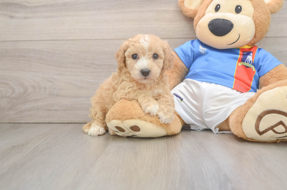 5 week old Poochon Puppy For Sale - Pilesgrove Pups