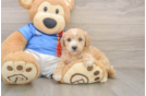 Best Poochon Baby