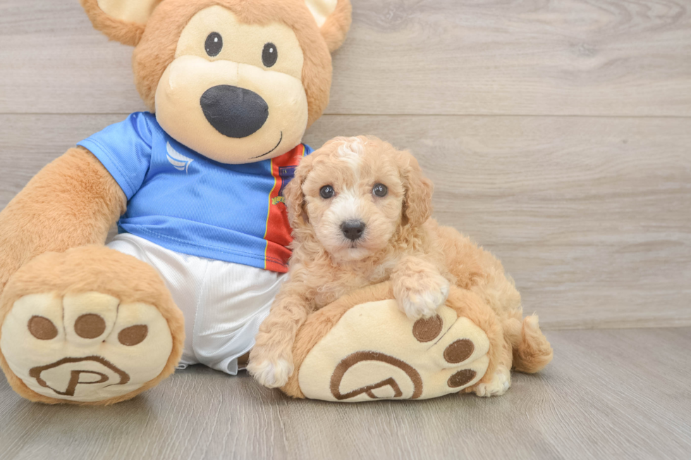 Best Poochon Baby