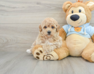 7 week old Poochon Puppy For Sale - Pilesgrove Pups