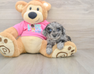 6 week old Poochon Puppy For Sale - Pilesgrove Pups