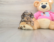 5 week old Poochon Puppy For Sale - Pilesgrove Pups