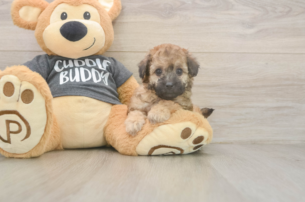 5 week old Poochon Puppy For Sale - Pilesgrove Pups