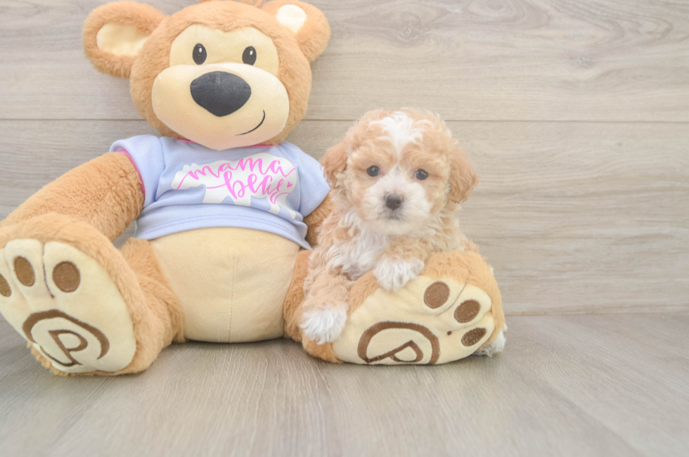 5 week old Poochon Puppy For Sale - Pilesgrove Pups