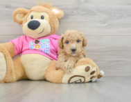 6 week old Poochon Puppy For Sale - Pilesgrove Pups