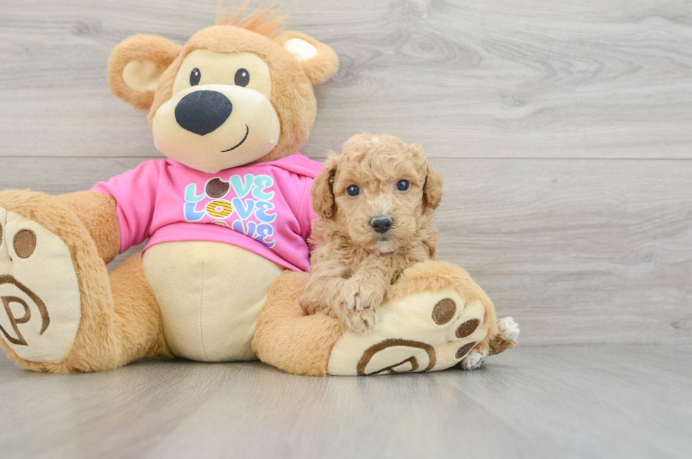 6 week old Poochon Puppy For Sale - Pilesgrove Pups