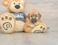 8 week old Poochon Puppy For Sale - Pilesgrove Pups