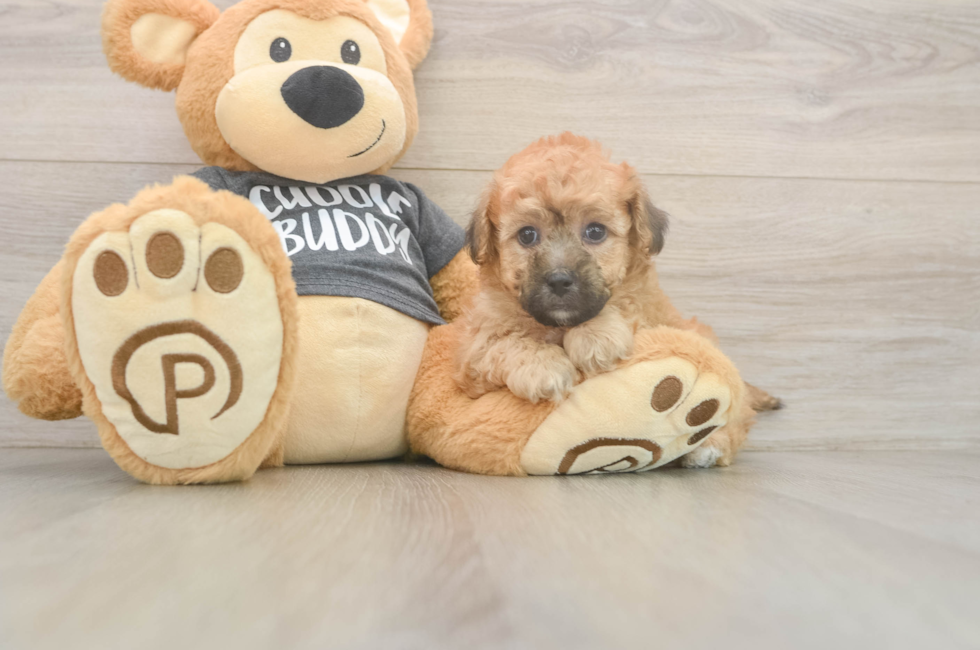 5 week old Poochon Puppy For Sale - Pilesgrove Pups