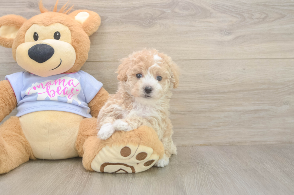 5 week old Poochon Puppy For Sale - Pilesgrove Pups