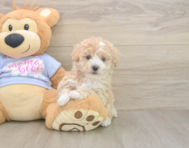 7 week old Poochon Puppy For Sale - Pilesgrove Pups 7 week old Poochon Puppy For Sale - Pilesgrove Pups