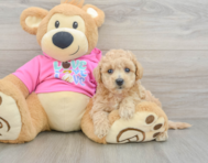 6 week old Poochon Puppy For Sale - Pilesgrove Pups