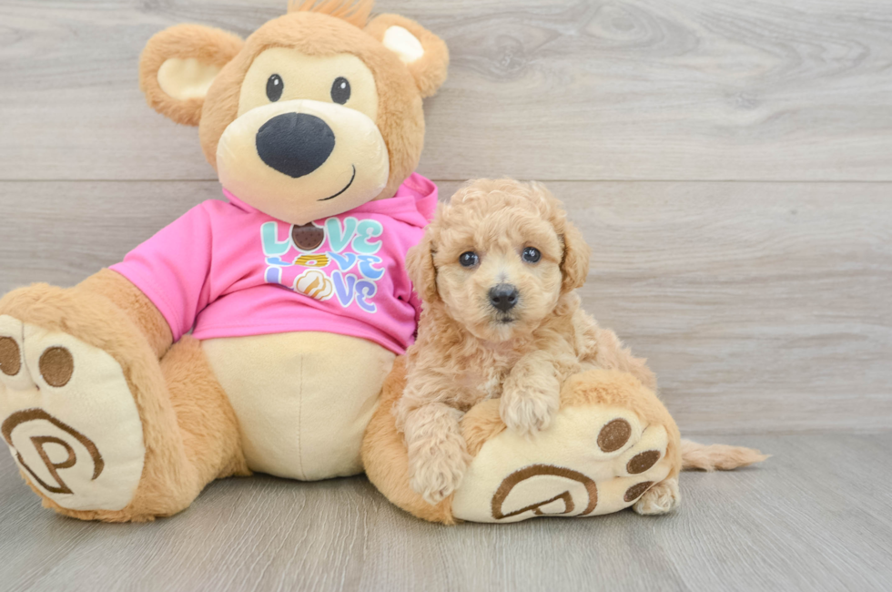 5 week old Poochon Puppy For Sale - Pilesgrove Pups
