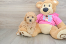 Poochon Pup Being Cute