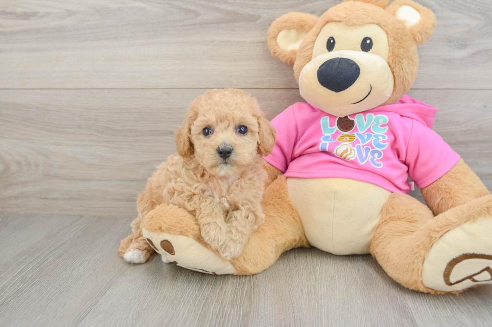 Poochon Pup Being Cute