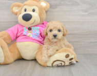 6 week old Poochon Puppy For Sale - Pilesgrove Pups
