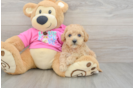 Hypoallergenic Bichpoo Poodle Mix Puppy