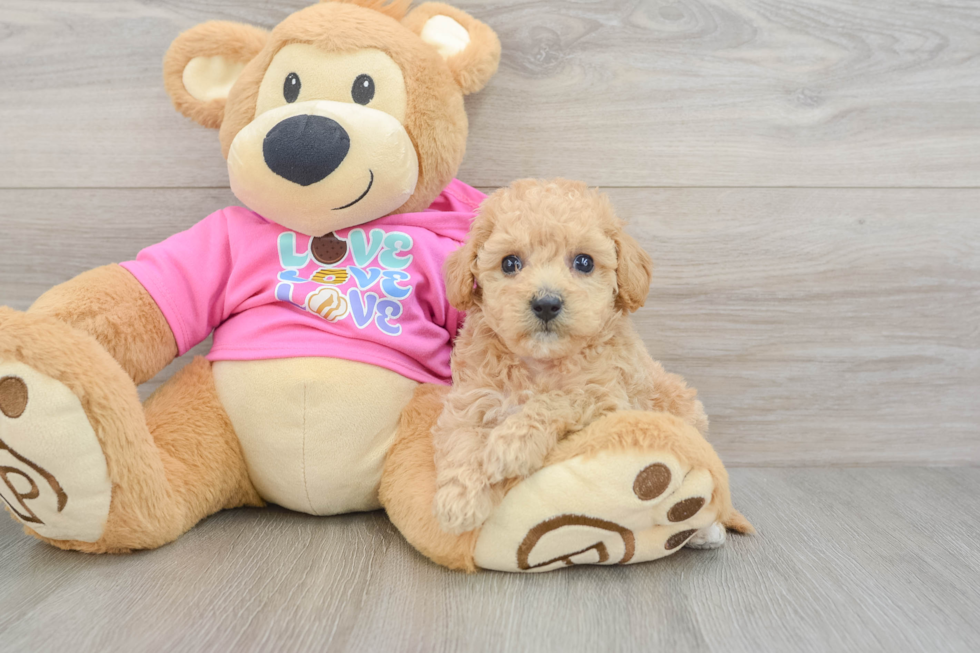 Hypoallergenic Bichpoo Poodle Mix Puppy