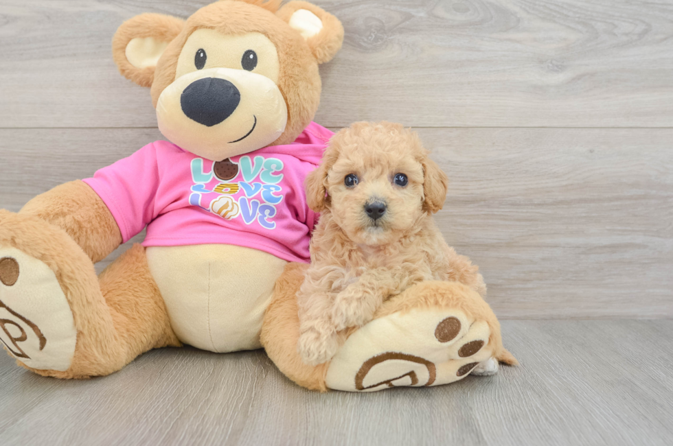 5 week old Poochon Puppy For Sale - Pilesgrove Pups