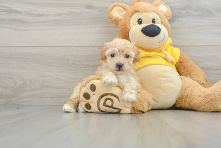 Popular Poochon Poodle Mix Pup