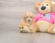 6 week old Poochon Puppy For Sale - Pilesgrove Pups