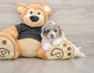 5 week old Poochon Puppy For Sale - Pilesgrove Pups