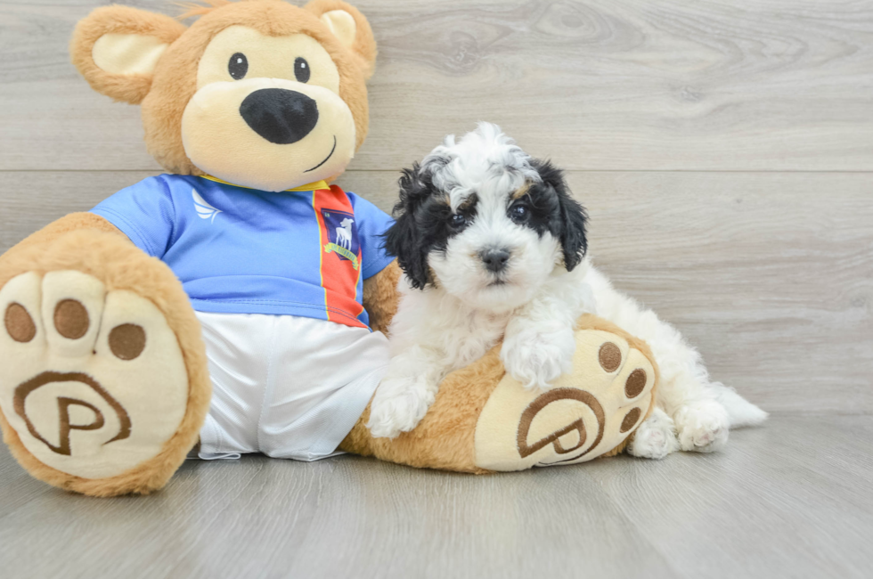 7 week old Poochon Puppy For Sale - Pilesgrove Pups