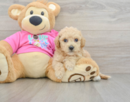 6 week old Poochon Puppy For Sale - Pilesgrove Pups
