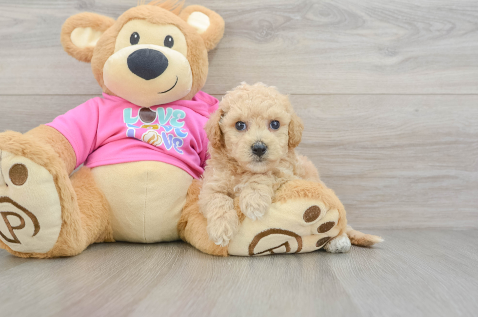 5 week old Poochon Puppy For Sale - Pilesgrove Pups