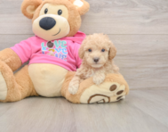 6 week old Poochon Puppy For Sale - Pilesgrove Pups