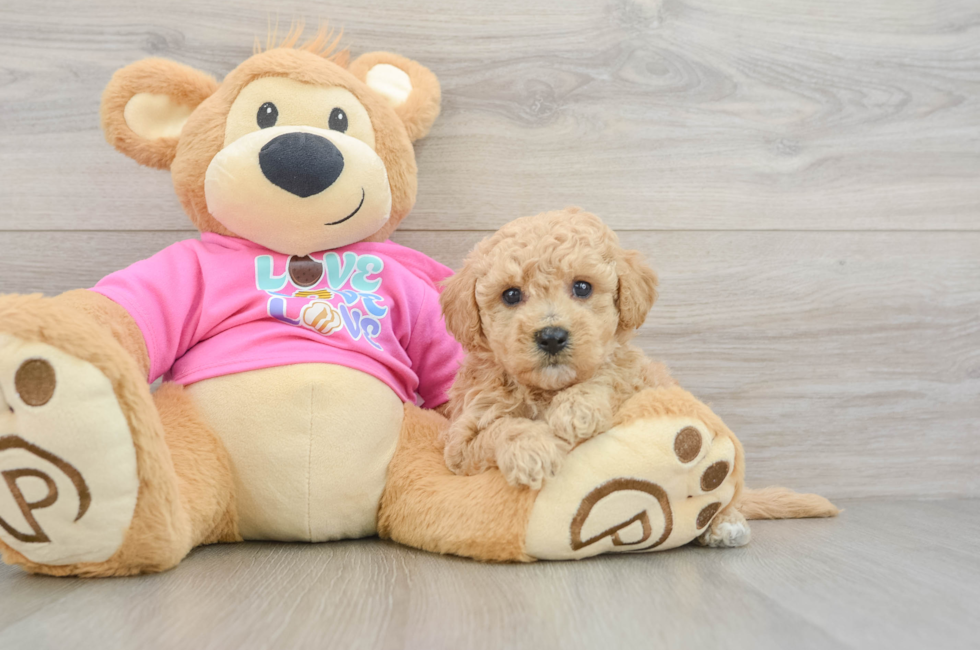 5 week old Poochon Puppy For Sale - Pilesgrove Pups