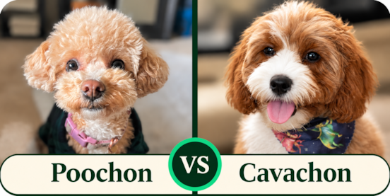 Poochon vs Cavachon Comparison