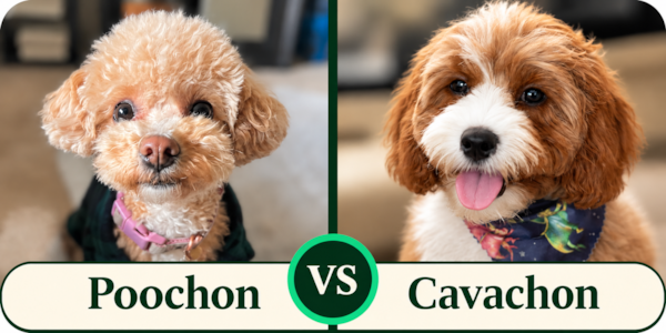 Poochon vs Cavachon: Which Is Right for You?