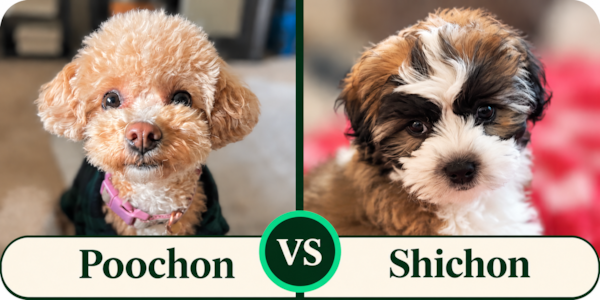 Poochon vs Shichon: Which Is Right for You?