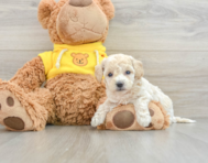 7 week old Poochon Puppy For Sale - Pilesgrove Pups